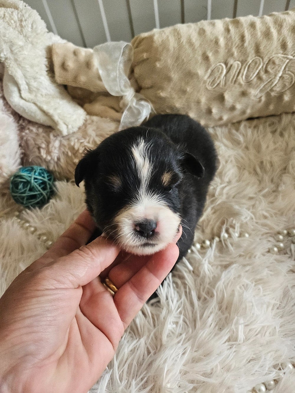 Chiot N°2 - Berger Américain Miniature