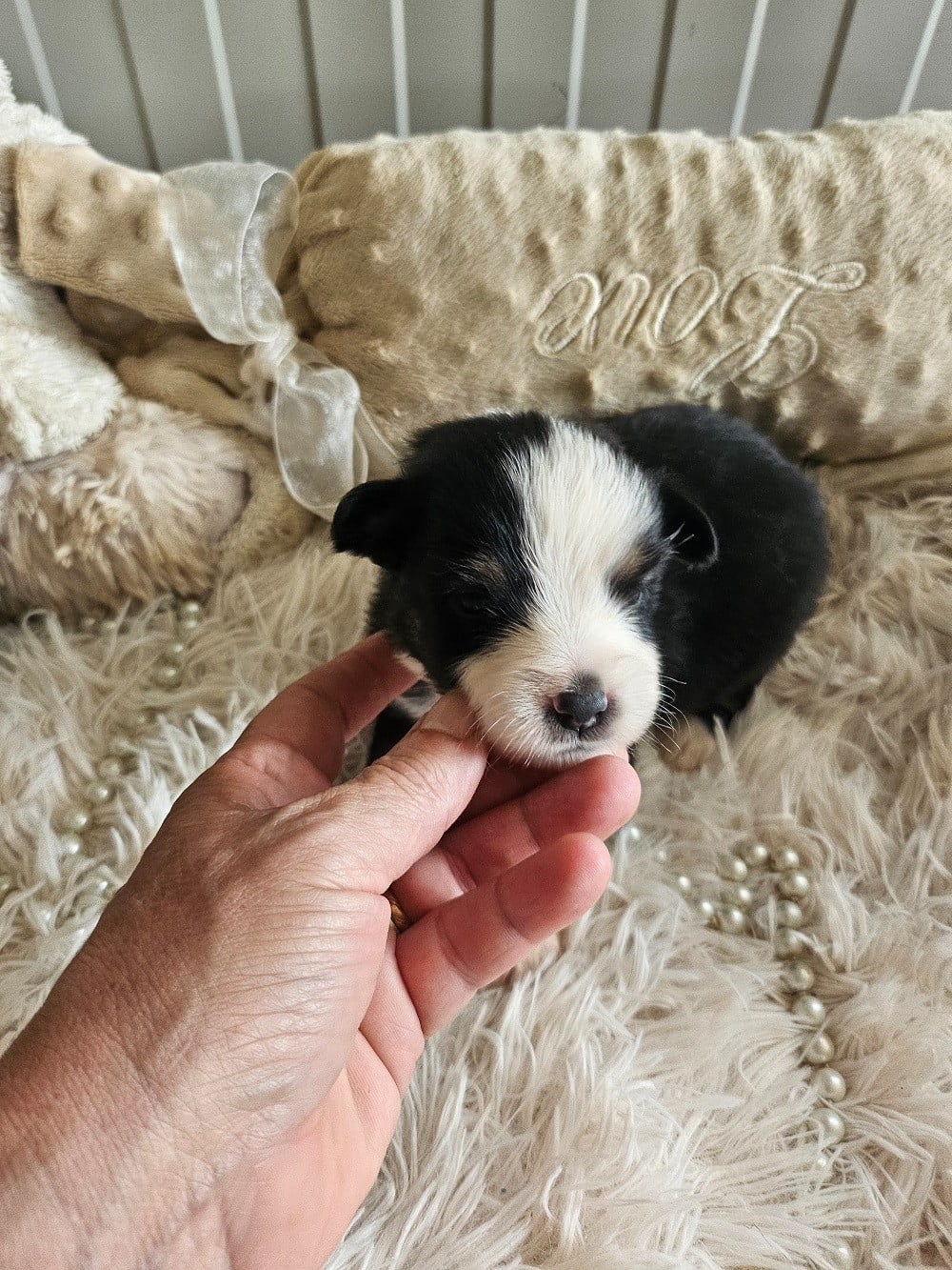 Chiot N°3 - Berger Américain Miniature