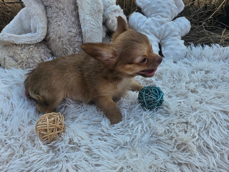 Chiot N°2