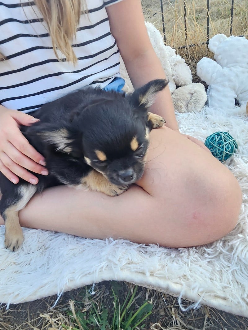 Chiot N°5