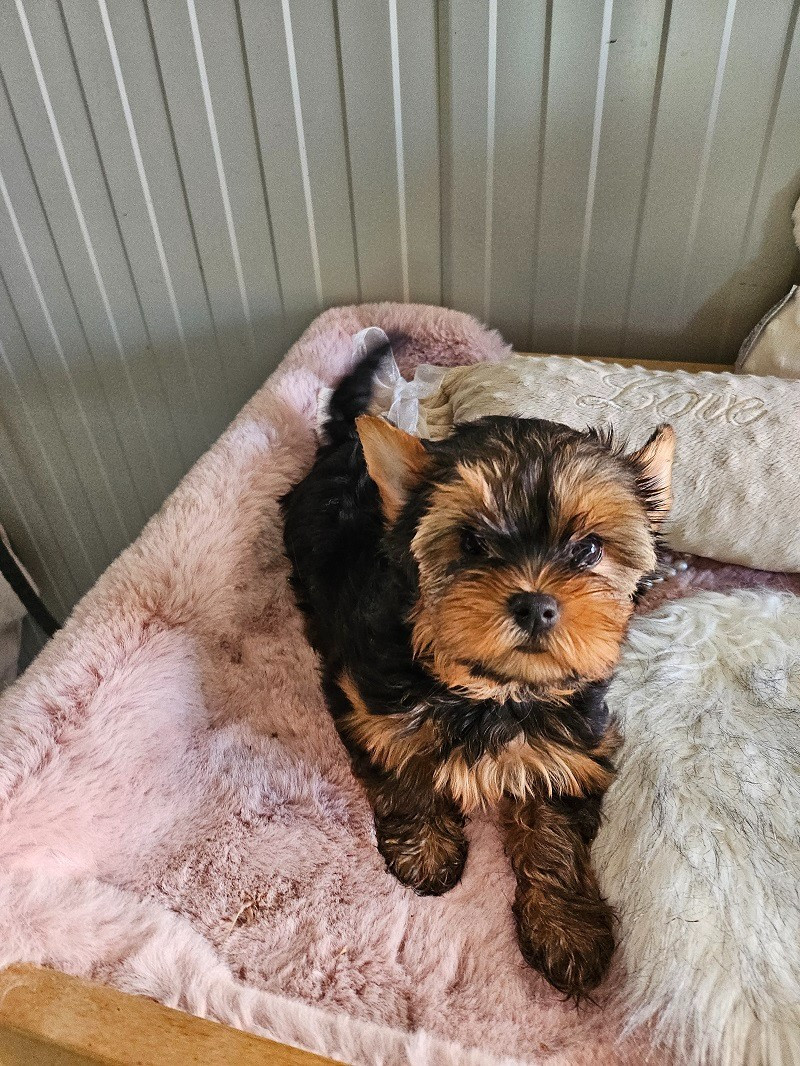 Yorkshire Terrier - Du Hameau De Selcra