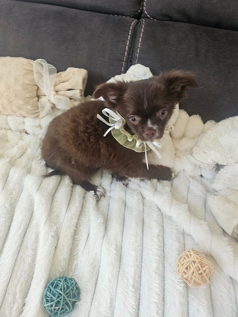 Chihuahua - Du Hameau De Selcra