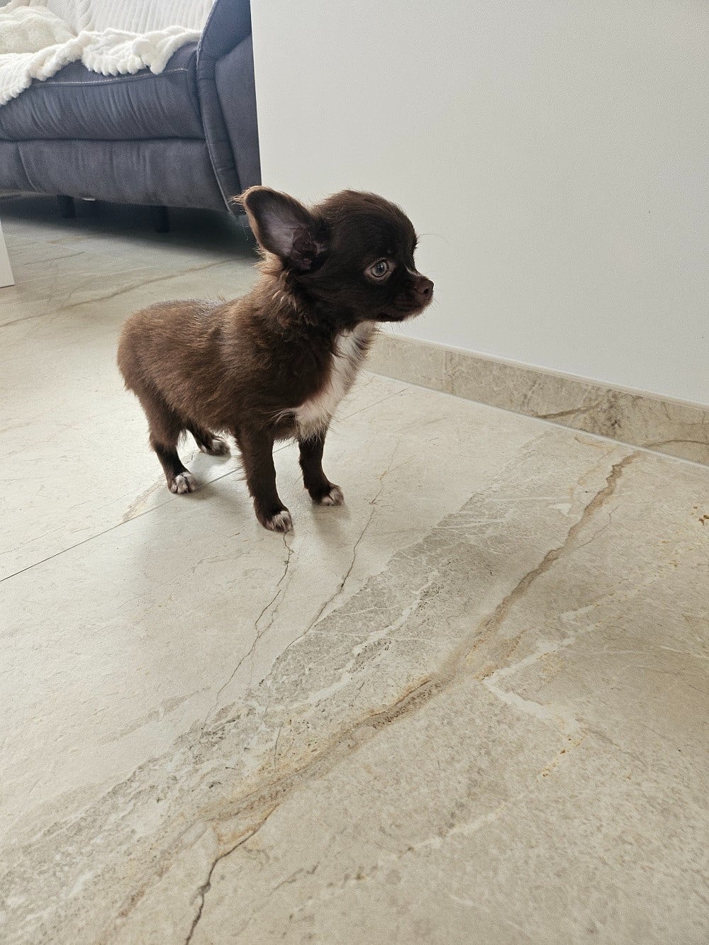 Chihuahua - Du Hameau De Selcra