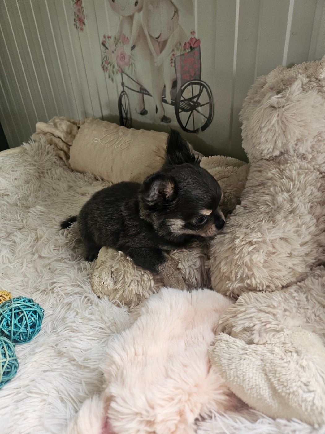 Chihuahua - Du Hameau De Selcra