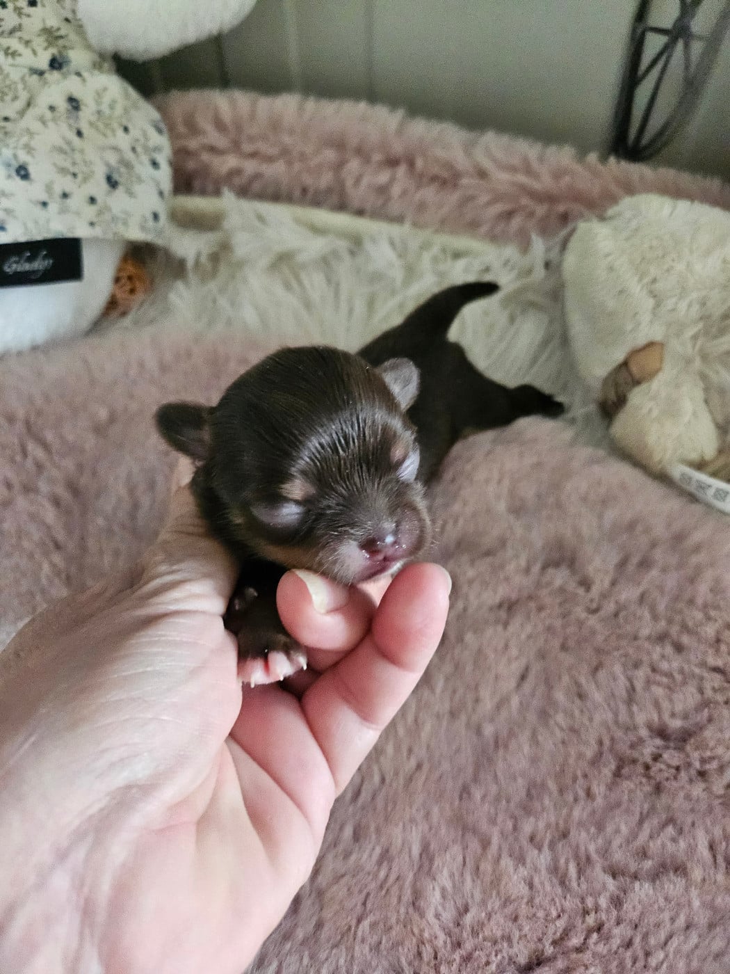 Chihuahua - Du Hameau De Selcra
