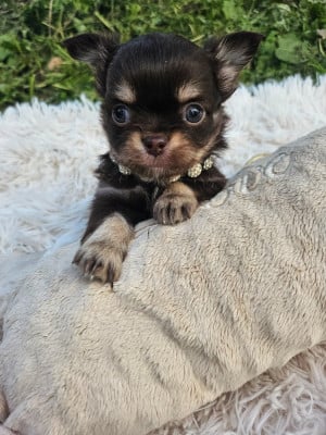 Les chiots de Chihuahua