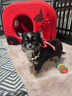 Les chiots de Chihuahua