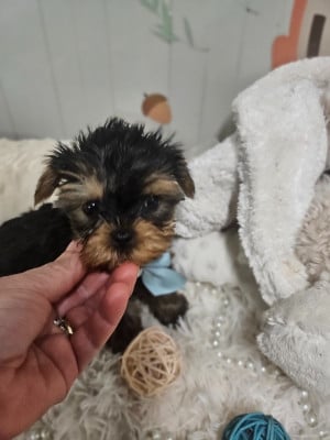 Les chiots de Yorkshire Terrier