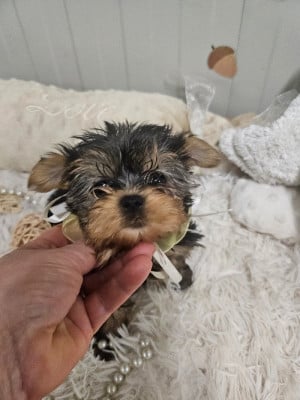 Les chiots de Yorkshire Terrier