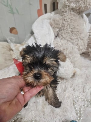 Les chiots de Yorkshire Terrier