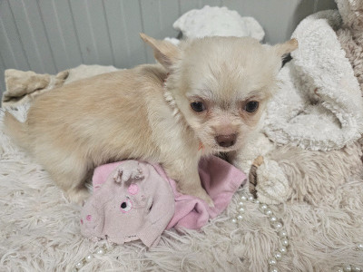 Les chiots de Chihuahua