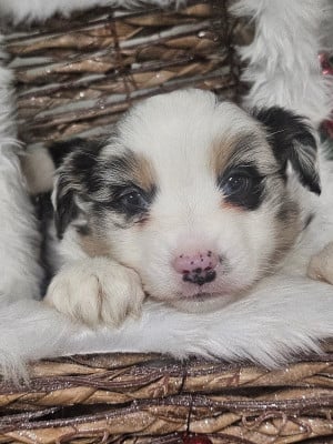 Les chiots de Berger Américain Miniature 