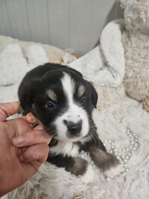 Les chiots de Berger Américain Miniature 