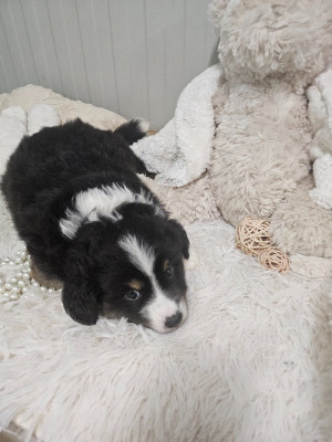 Les chiots de Berger Américain Miniature 