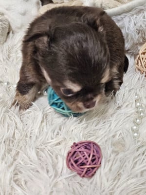 Les chiots de Chihuahua