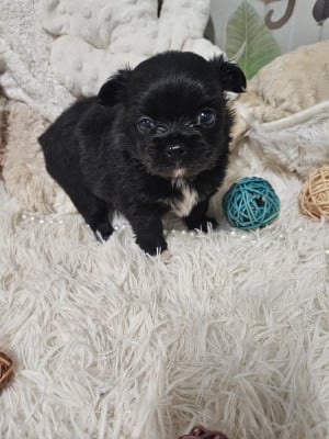 Les chiots de Chihuahua