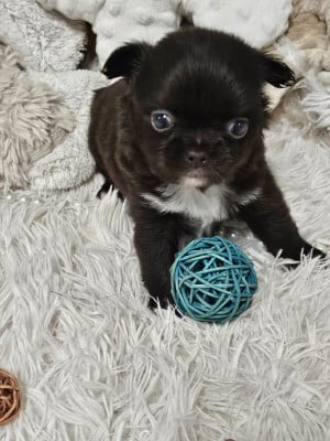 Les chiots de Chihuahua