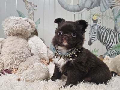 Les chiots de Chihuahua