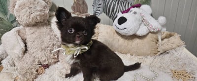 Les chiots de Chihuahua