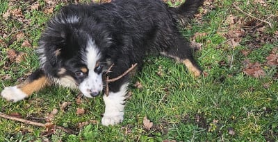 Les chiots de Berger Américain Miniature 