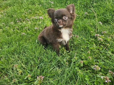 Les chiots de Chihuahua