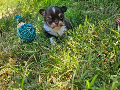 Les chiots de Chihuahua