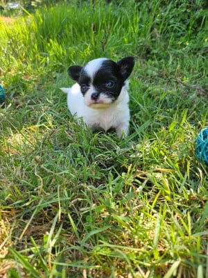 Les chiots de Chihuahua