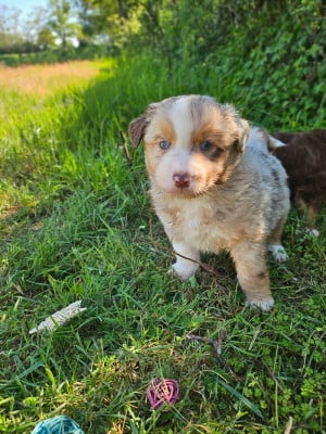 Les chiots de Berger Américain Miniature 