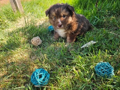 Les chiots de Berger Américain Miniature 