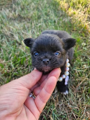 Chiot N°5 - Chihuahua