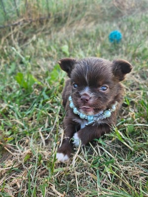 Chiot N°3 - Chihuahua