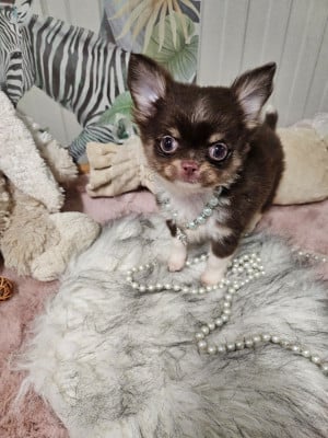 Les chiots de Chihuahua