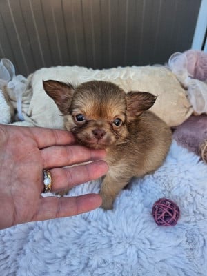 Les chiots de Chihuahua