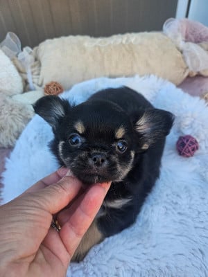 Les chiots de Chihuahua