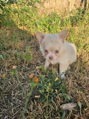 Les chiots de Chihuahua