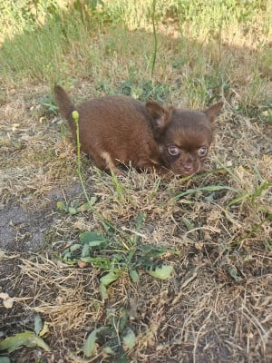 Les chiots de Chihuahua