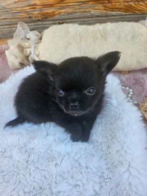 Les chiots de Chihuahua