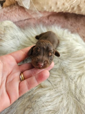 Les chiots de Teckel poil long