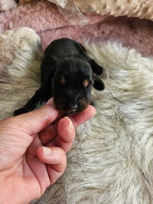 Les chiots de Teckel poil long