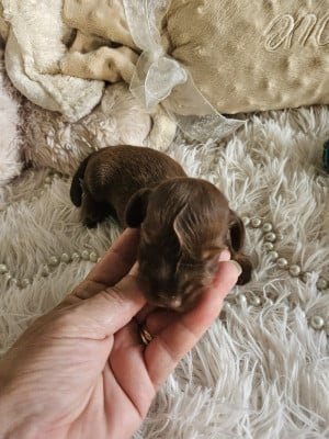 Les chiots de Teckel poil long