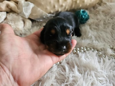 Les chiots de Teckel poil long