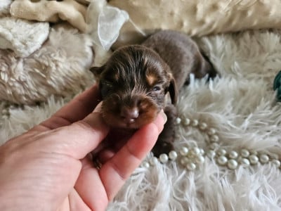 Les chiots de Teckel poil long