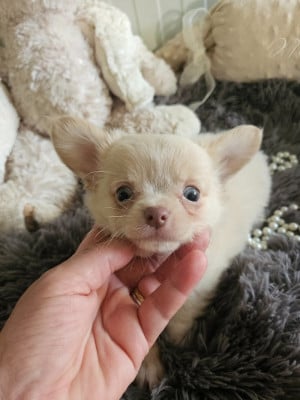 Les chiots de Chihuahua