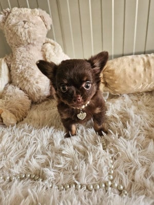 Les chiots de Chihuahua