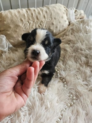 Les chiots de Berger Américain Miniature