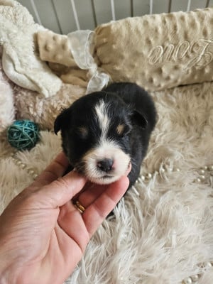 Les chiots de Berger Américain Miniature