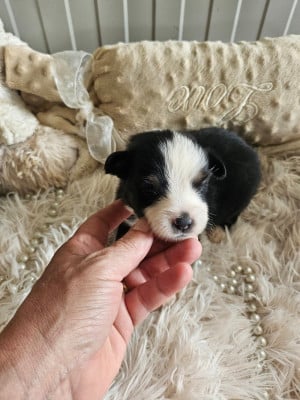 Les chiots de Berger Américain Miniature
