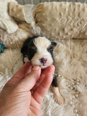 Les chiots de Berger Américain Miniature