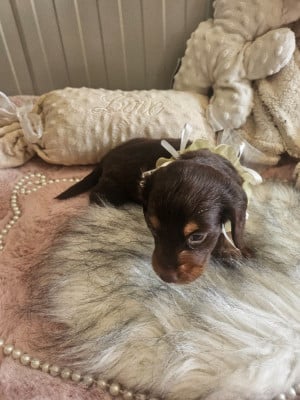 Les chiots de Teckel poil long