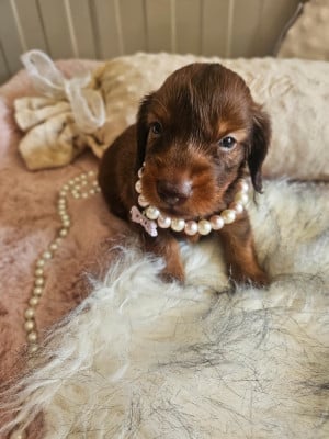Les chiots de Teckel poil long